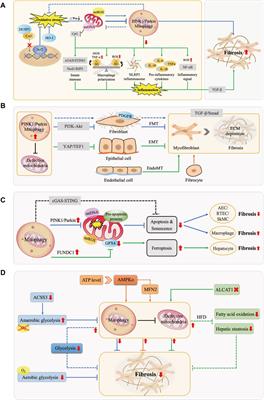 Mitophagy in fibrotic diseases: molecular mechanisms and therapeutic applications